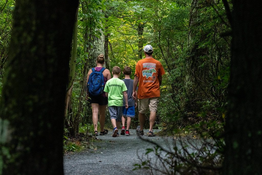 A group walking a forest trail